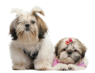 Shih Tzu's, 7 months old and 3 months old, dressed up