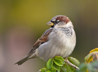 Portrait of a sparrow