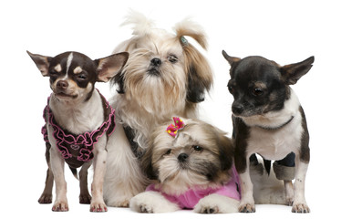 Shih Tzu's and Chihuahuas dressed up