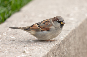 sparrow
