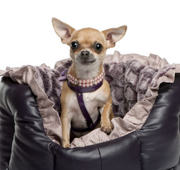 Chihuahua, 2 years old, sitting in front of white background