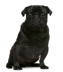 Pug, 4 years old, sitting in front of white background