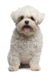 Maltese, 2 years old, sitting in front of white background