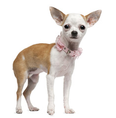 Obraz premium Chihuahua puppy, 6 months old, standing
