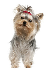Yorkshire Terrier, 1 year old, standing