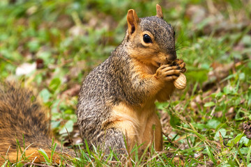 Naklejka na ściany i meble Squirrel Eating A Peanut