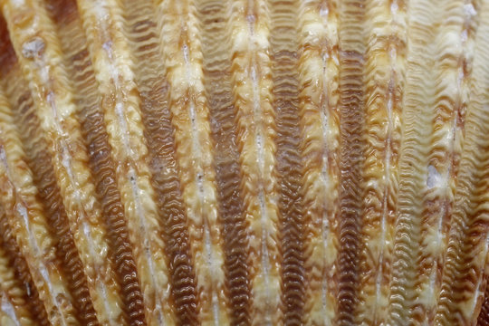 Warzige Herzmuschel, Acanthocardia tuberculata - Cockle