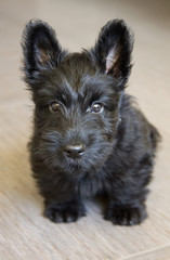 small black dog terrier