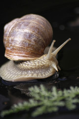 Weinbergschnecke