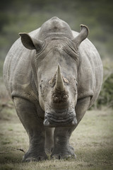 White rhinoceros toned image