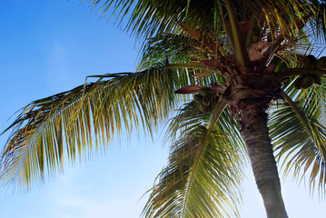 Palm Tree with blue sky background