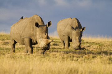 Obraz premium White rhinoceros mother and calf
