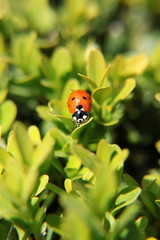 coccinella 1