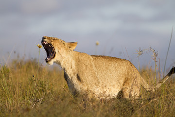 Lion cub yawning