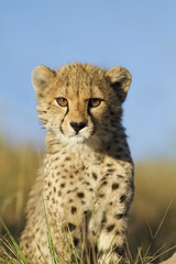 Obraz na płótnie Canvas Cheetah cub zamknąć