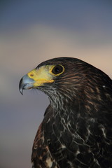 Fototapeta premium Águila, ave rapaz