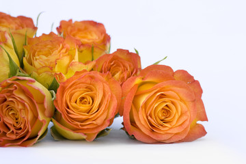 Beautiful orange bouquet of rose on white