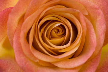 Obrazy na Szkle  Piękne pomarańczowe róże z bliska