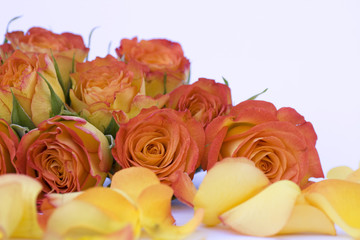 Beautiful orange roses on white background