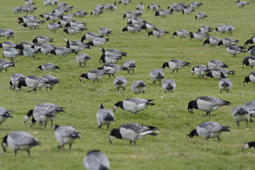 Barnacle goose
