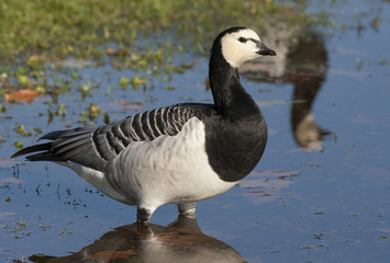 Barnacle goose