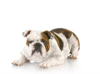 bulldog laying down