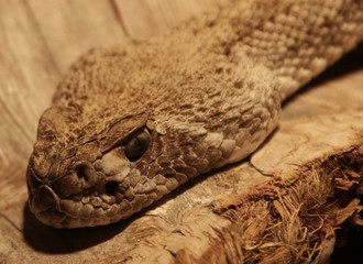 Schlange im Terrarium