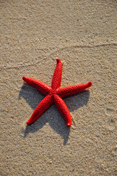 STELLA ROSSA MARINA, SARDEGNA, ITALIA