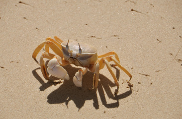 Krabbe am Strand