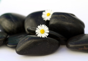 Lavasteine mit Blume IV