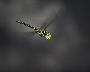 Libelle im Flug