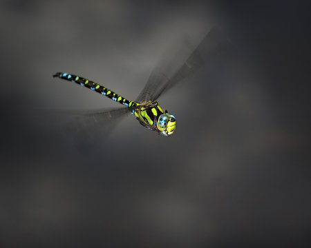Libelle im Flug