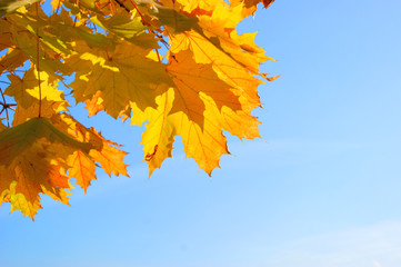 Fototapeta na wymiar Fall yellow maple leaves in the blue sky