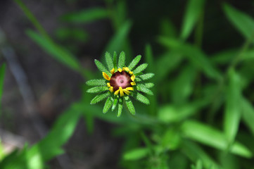 Daisy bud