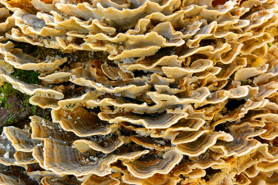 The big colony of wood inedible mushrooms