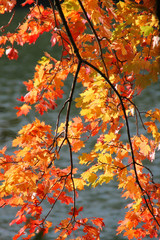 Herbst: bunte Ahornblätter im Sonnenlicht am Wasser