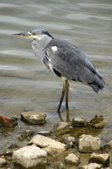 Heron in Canada Water