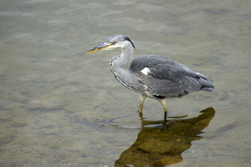 Heron in Canada Water