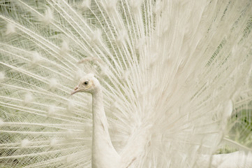Naklejka premium White Peacock