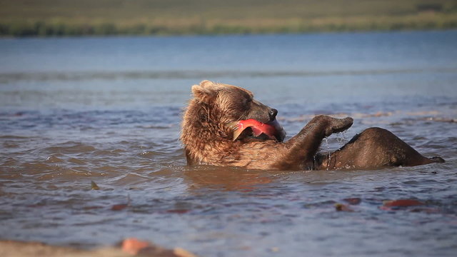 Happy bear