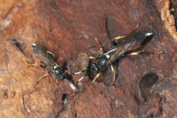 Ichneumon wasps (Ichneumon suspiciosus)