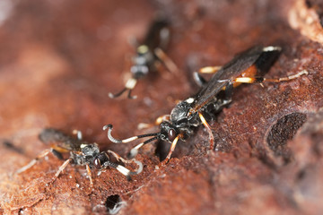 Ichneumon wasps (Ichneumon suspiciosus)