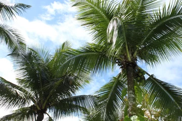 Selbstklebende Fototapeten Kokospalmen auf einer paradiesischen Insel © alexmorales