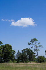 Obraz premium 雲と林