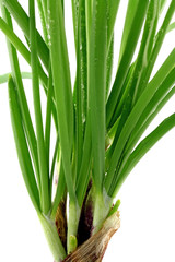 Obraz premium échalote