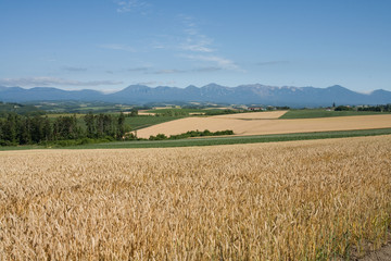 麦畑、麦と十勝連山
