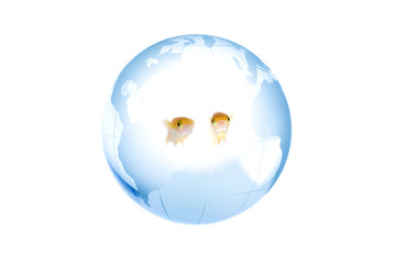 地球儀の中のメダカ