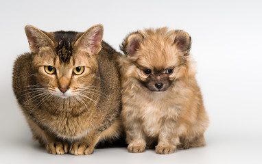 Cat and the puppy of the spitz-dog