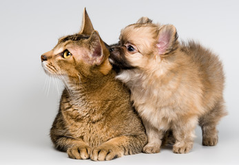 Cat and the puppy of the spitz-dog