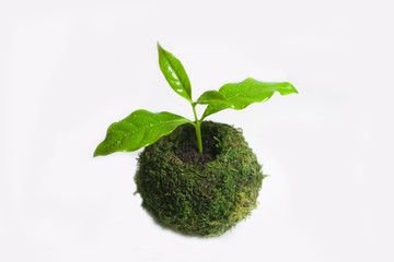 苔と新芽